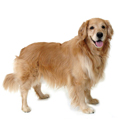 Large Dog Breeds